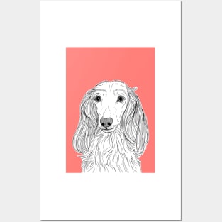 Long Haired Dachshund Portrait Posters and Art